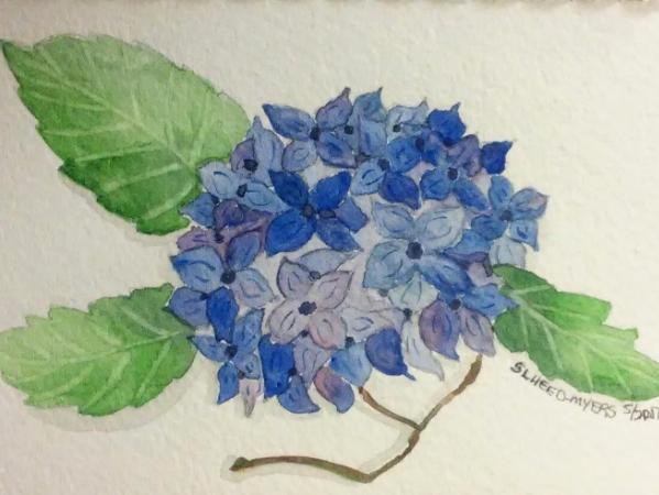 Blue Hydrangea