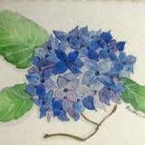 Blue Hydrangea