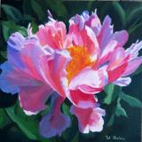 Pink & White Peony - OIL - 20X20 SOLD