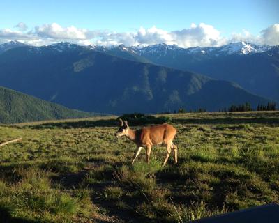 Hurricane Ridge (Olympic Peninsula) with deer Hurricane Ridge (Olympic Peninsula) with deer