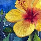 Yellow Hibiscus