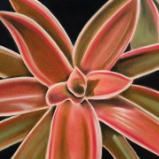 "Rose Bromeliad"