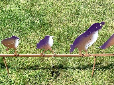 Quail Family Quail Family