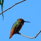 Humming Bird