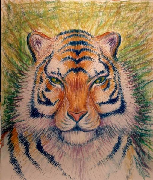 Tiger  portrait 