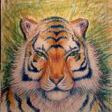 Tiger  portrait 