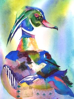 Wood duck Wood duck