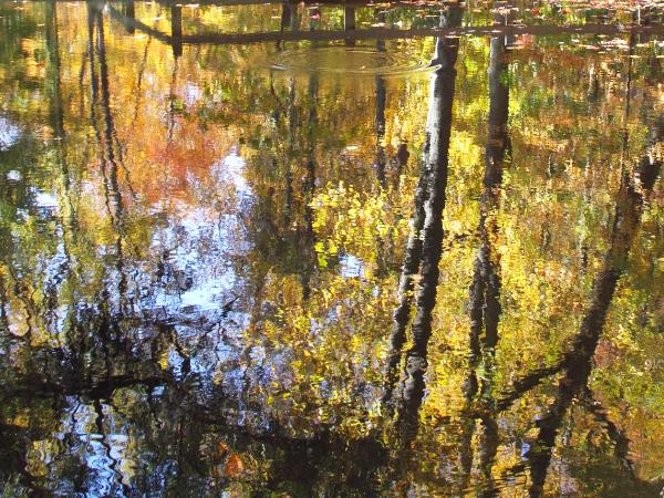 Reflections in a Pond