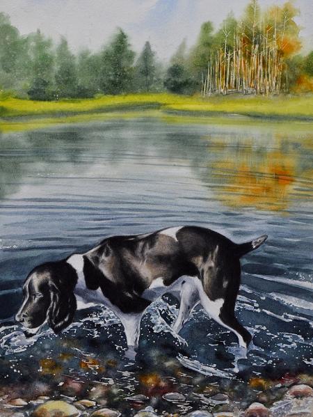 Dog in the lake Mcdonald, 38cm x 56cm, 2020