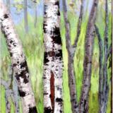 Birch Opening