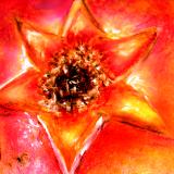 Pomegranate Flower