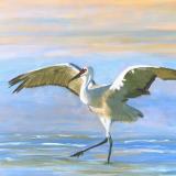 sandhill crane dancing