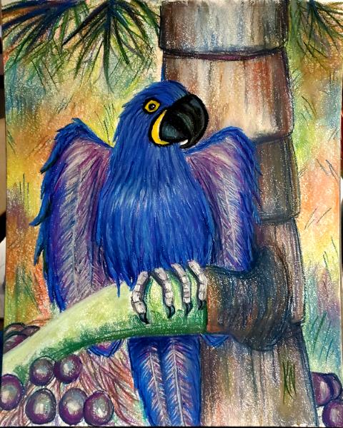 Hyacinth Macaw