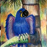 Hyacinth Macaw