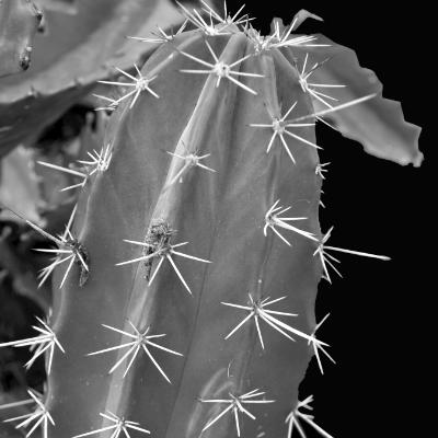 prickly