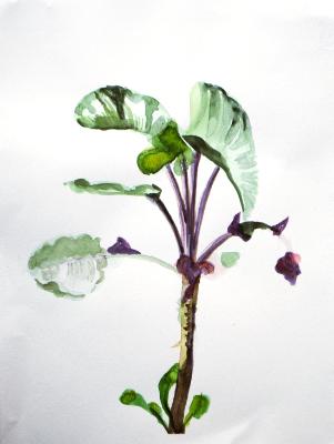 Study of a Plant Study of a Plant