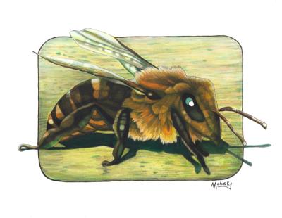 Bee Bee