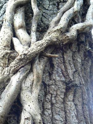 Tree with Vines