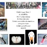 Note Cards: Birds IV--Shore Birds