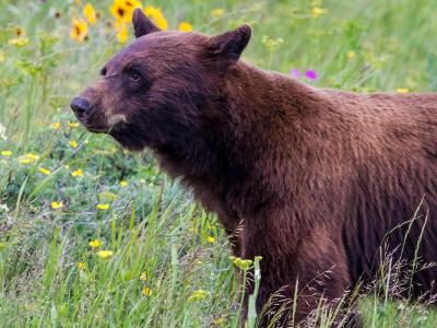 Black Bear Amidst the Wildflowers Black Bear Amidst the Wildflowers