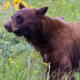 Black Bear Amidst the Wildflowers