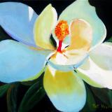 magnolia - oil - 11x14