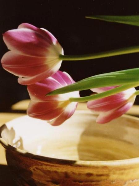 Three Pink Tulips