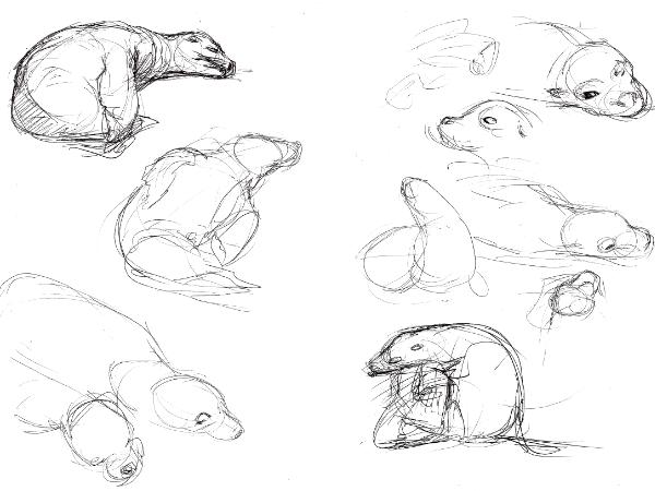 Galapagos sketches 2