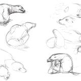 Galapagos sketches 2