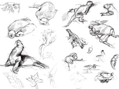 Galapagos sketches 8