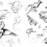 Galapagos sketches 8