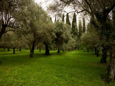 Olive and cypress grove