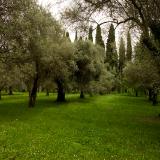 Olive and cypress grove