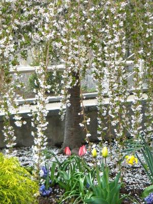 Spring Tulips