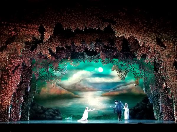 Swan Lake forest