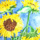 sunflowers in vase