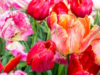 Brightly Colored Tulips Brightly Colored Tulips