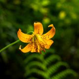 Yellow Lily and Sword Fern