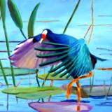 Purple Gallinule