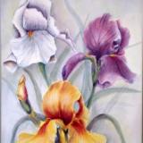 Irises