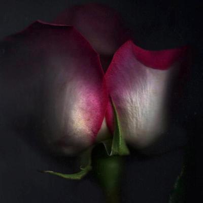 one rose one rose