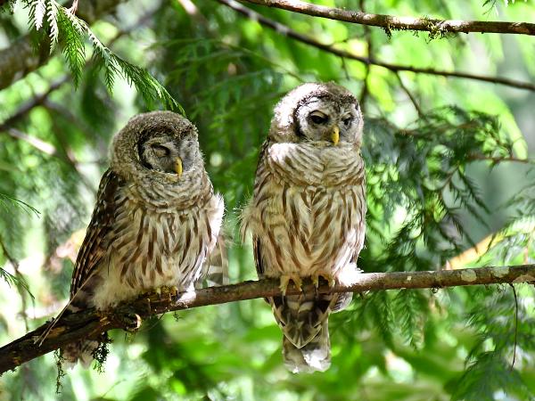 Barred Owl Siblings