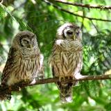 Barred Owl Siblings