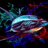 Blood in the water -Thresher Shark Dark