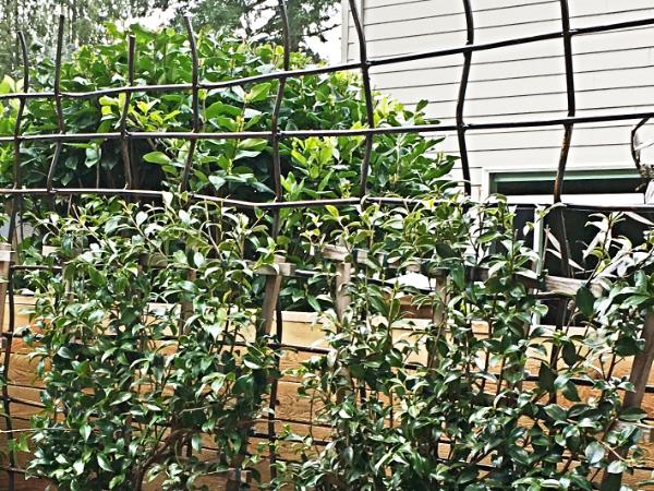 Custom Organic Trellis