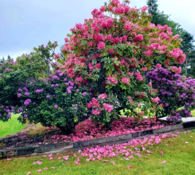 Hydrangea