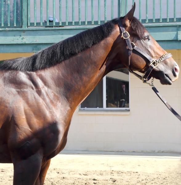 Higher Power, Pacific Classic 2019, Thoroughbred Racehorse