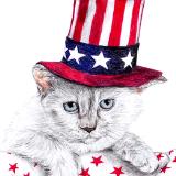 4th of July Cat