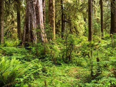 Lush Ferns and Trees in Hoh Rainforest Lush Ferns and Trees in Hoh Rainforest