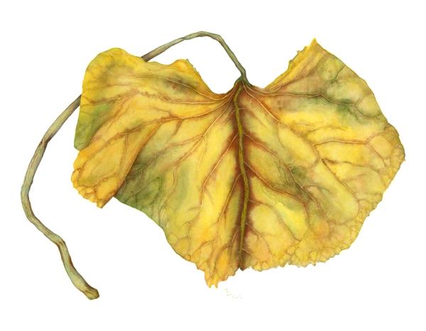 Autumn Ligularia Leaf